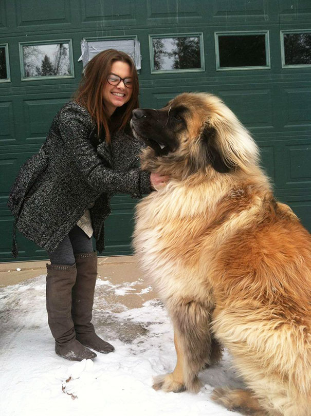 fotos-divertidas-perros-gigantes (17)