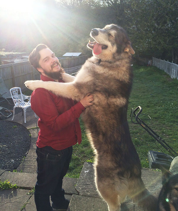 fotos-divertidas-perros-gigantes (2)