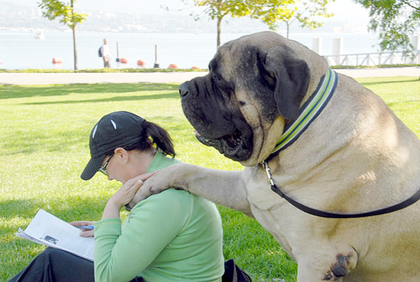 fotos-divertidas-perros-gigantes (27)