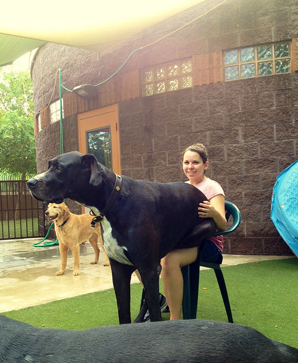 fotos-divertidas-perros-gigantes (28)
