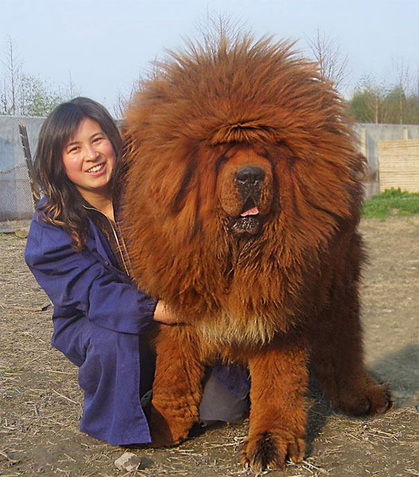 fotos-divertidas-perros-gigantes (3)