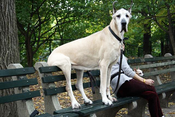 fotos-divertidas-perros-gigantes (40)