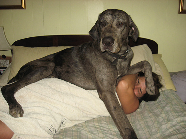 fotos-divertidas-perros-gigantes (58)