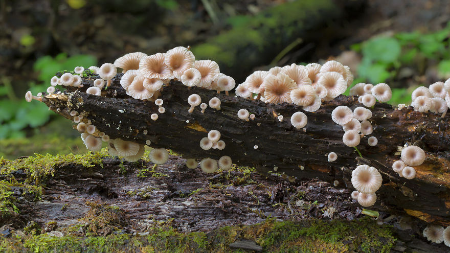 fotos-macro-hongos-steve-axford (10)