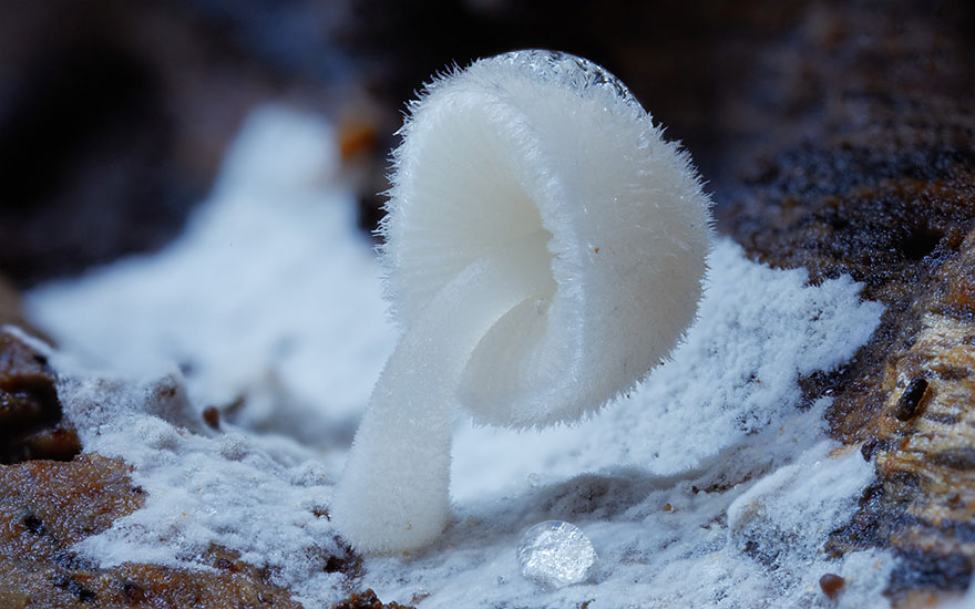 fotos-macro-hongos-steve-axford (11)