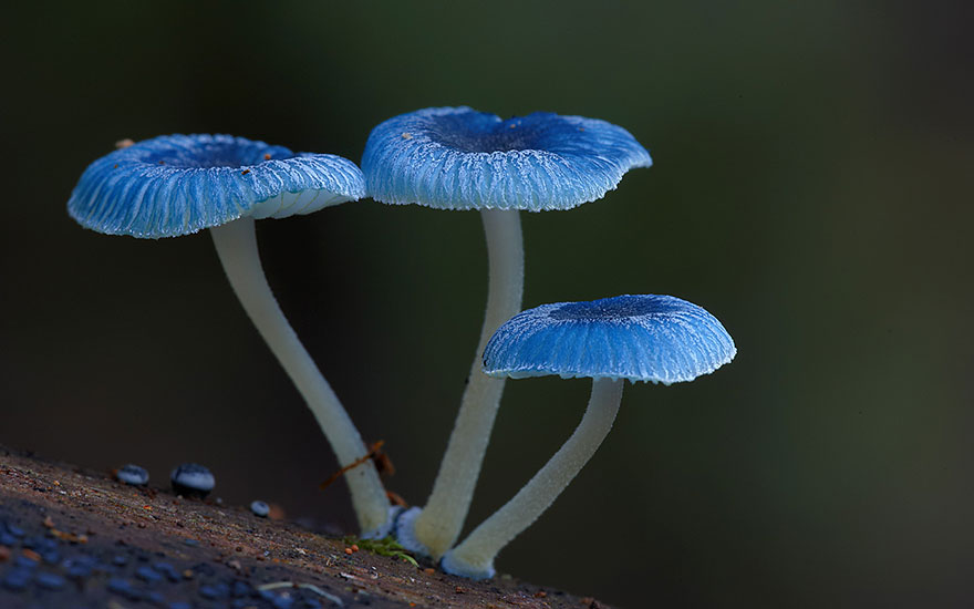 fotos-macro-hongos-steve-axford (13)