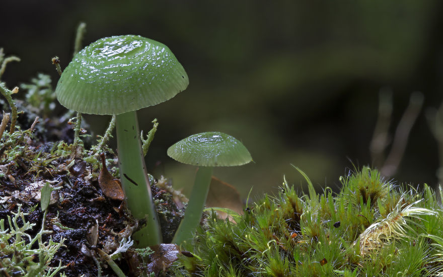 fotos-macro-hongos-steve-axford (14)