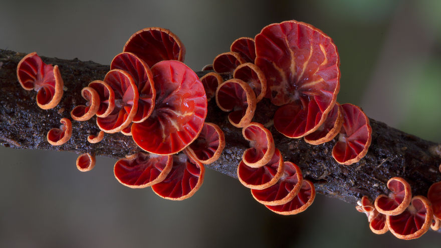 fotos-macro-hongos-steve-axford (15)