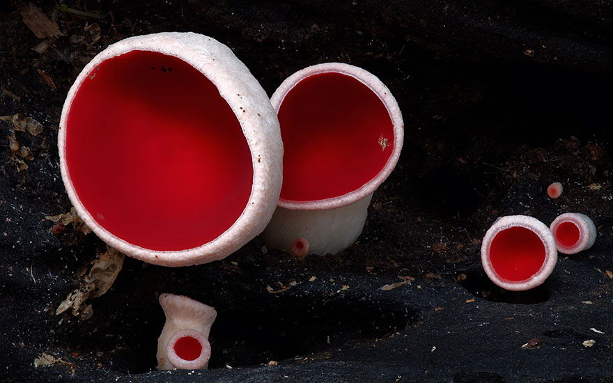 fotos-macro-hongos-steve-axford (16)