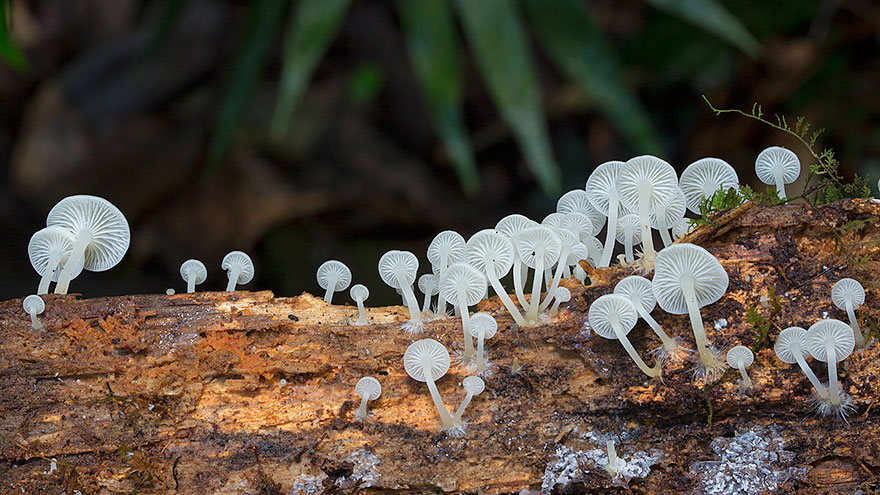 fotos-macro-hongos-steve-axford (17)