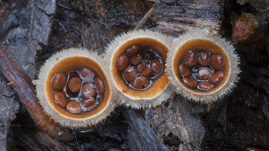 fotos-macro-hongos-steve-axford (18)