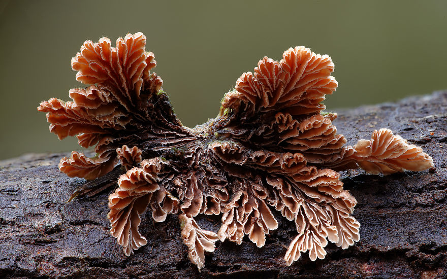fotos-macro-hongos-steve-axford (19)