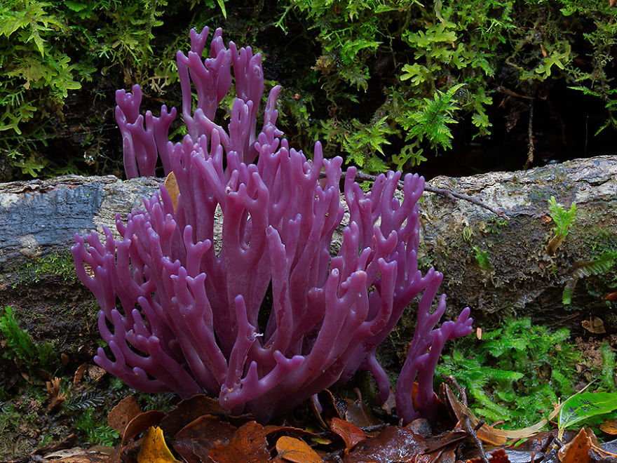 fotos-macro-hongos-steve-axford (2)