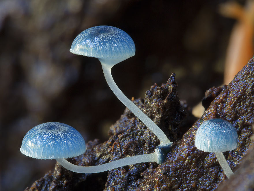 fotos-macro-hongos-steve-axford (20)
