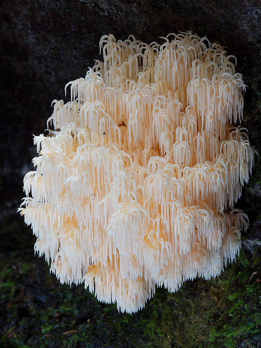 fotos-macro-hongos-steve-axford (21)