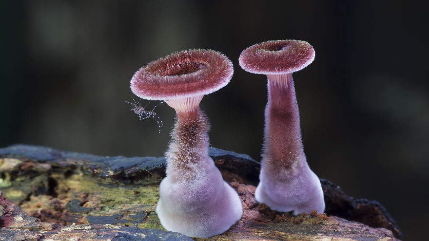 fotos-macro-hongos-steve-axford (22)