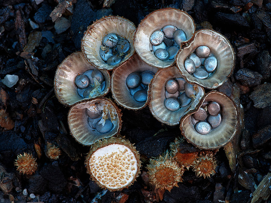 fotos-macro-hongos-steve-axford (24)
