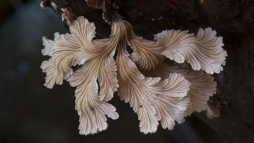 fotos-macro-hongos-steve-axford (4)