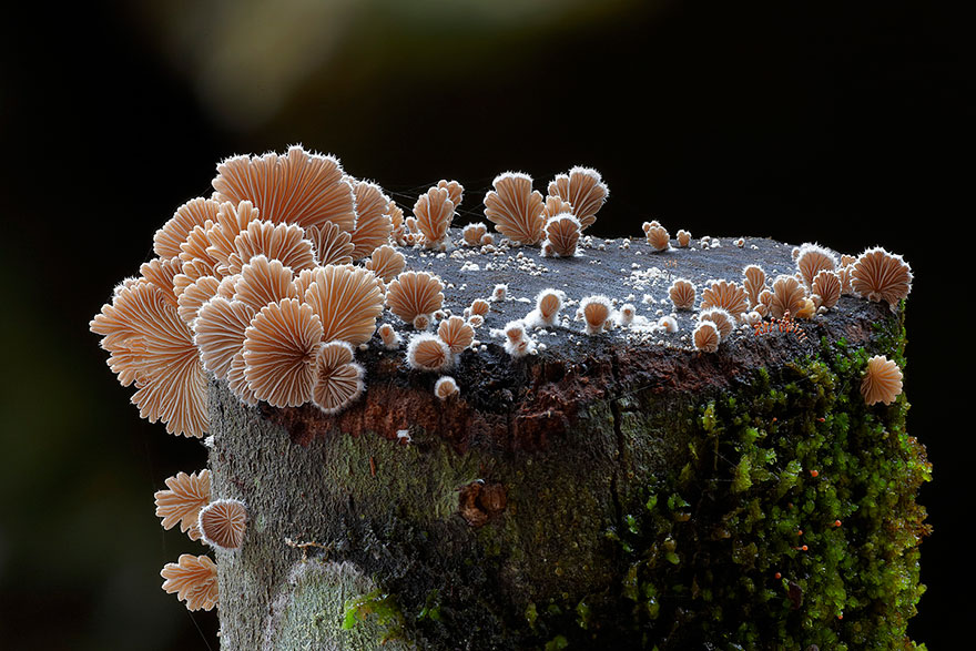 fotos-macro-hongos-steve-axford (5)
