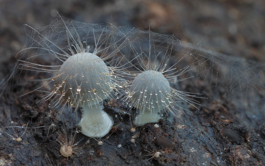 fotos-macro-hongos-steve-axford (6)