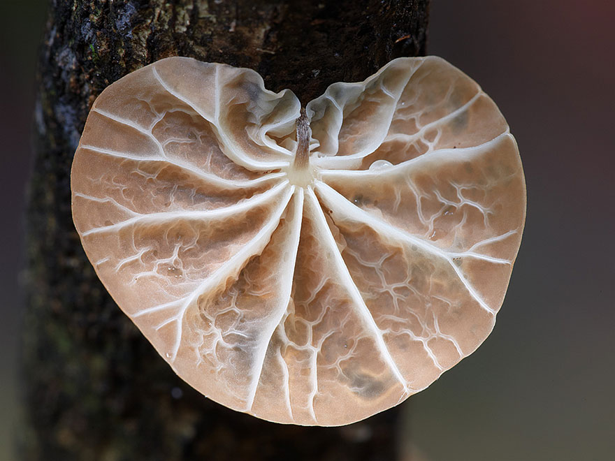 fotos-macro-hongos-steve-axford (7)