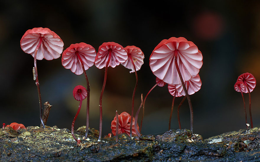 fotos-macro-hongos-steve-axford (9)