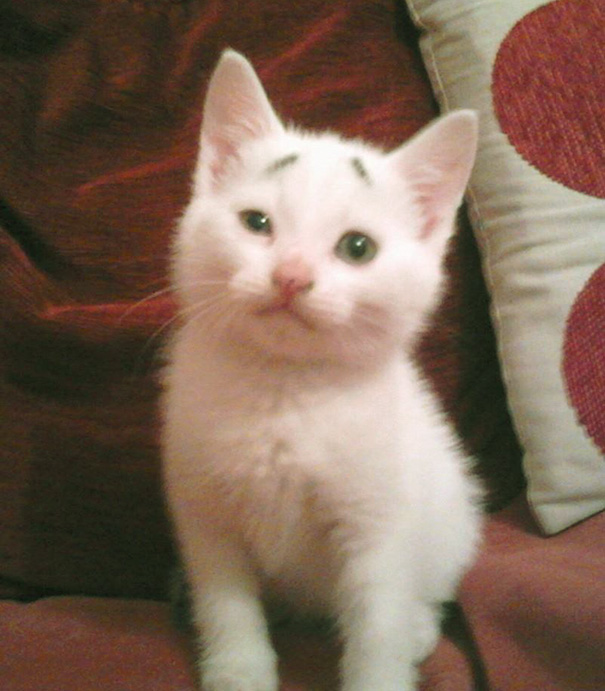 gary-gatito-confuso-cejas-entwistle-manchester (1)