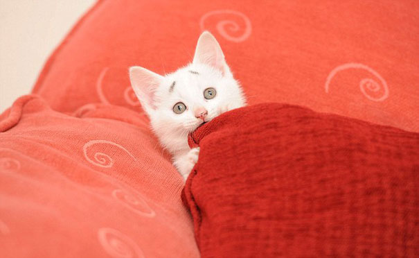 gary-gatito-confuso-cejas-entwistle-manchester (2)