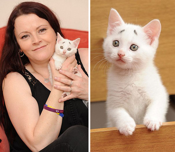 gary-gatito-confuso-cejas-entwistle-manchester (3)