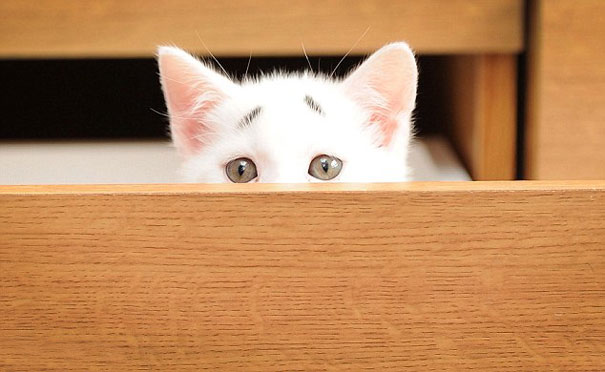 gary-gatito-confuso-cejas-entwistle-manchester (4)
