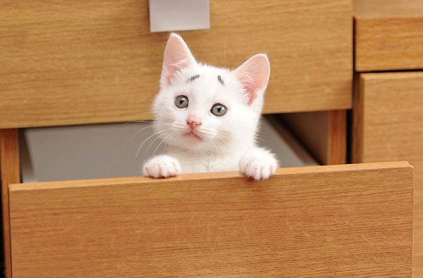 gary-gatito-confuso-cejas-entwistle-manchester (5)