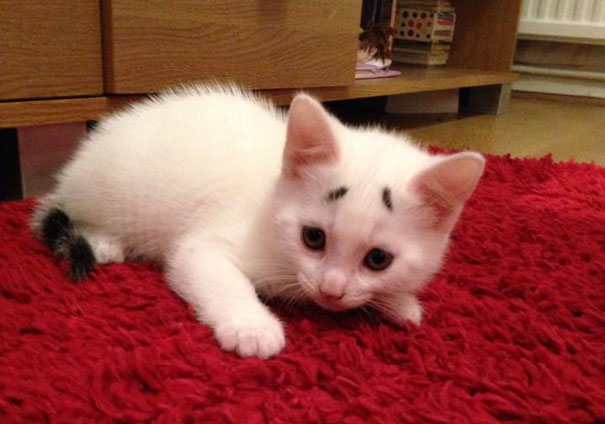 gary-gatito-confuso-cejas-entwistle-manchester (6)