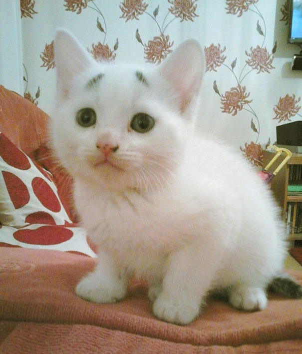 gary-gatito-confuso-cejas-entwistle-manchester (7)