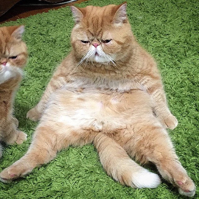 gatos-hermanos-persas-pelo-corto-angus-seamus-besos (12)