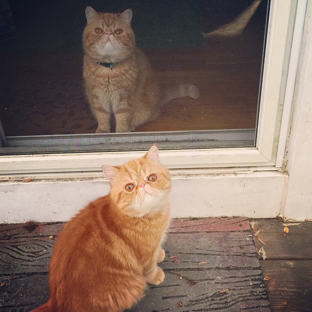 gatos-hermanos-persas-pelo-corto-angus-seamus-besos (2)
