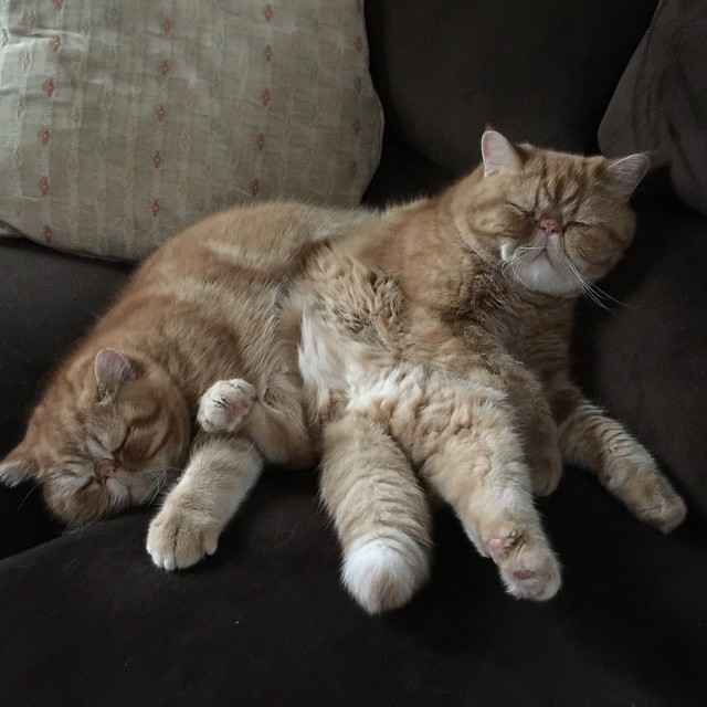 gatos-hermanos-persas-pelo-corto-angus-seamus-besos (3)