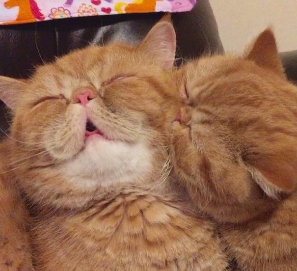 gatos-hermanos-persas-pelo-corto-angus-seamus-besos (4)