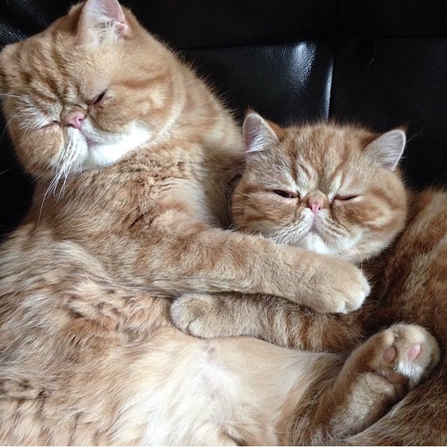 gatos-hermanos-persas-pelo-corto-angus-seamus-besos (9)