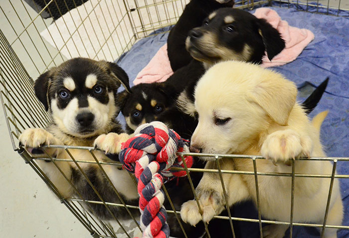 Una universidad crea una habitación con cachorros para ayudar a los estudiantes estresados