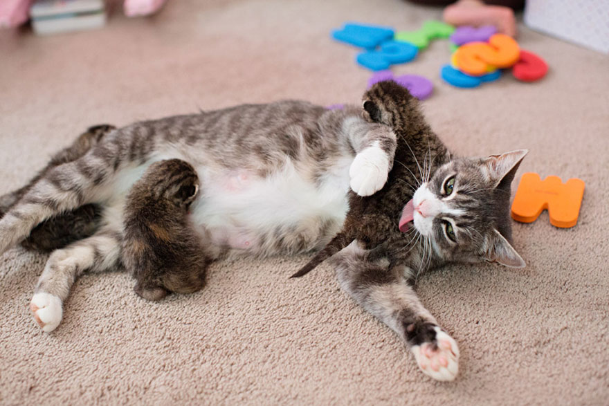madre-gata-adopta-3-gatitos-huerfanos-mikey-texas (2)
