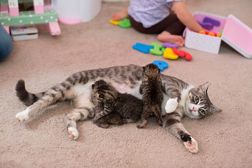 madre-gata-adopta-3-gatitos-huerfanos-mikey-texas (3)