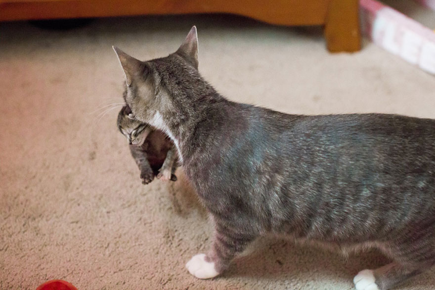 madre-gata-adopta-3-gatitos-huerfanos-mikey-texas (4)