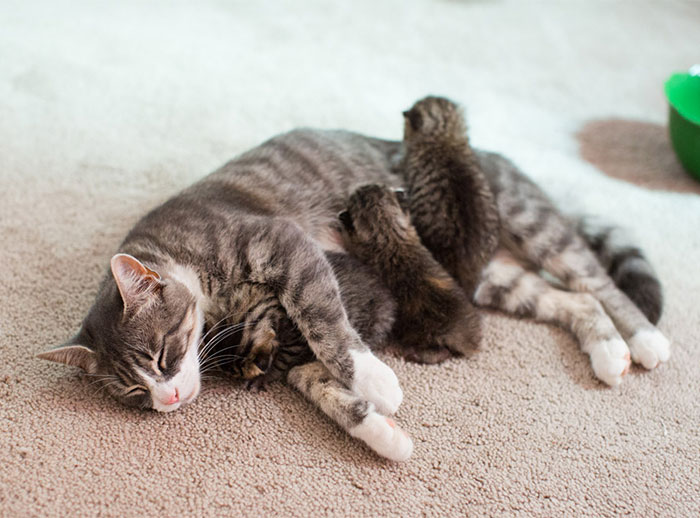 3 Gatitos abandonados encuentran una nueva madre adoptiva en una gata que perdió a sus crías