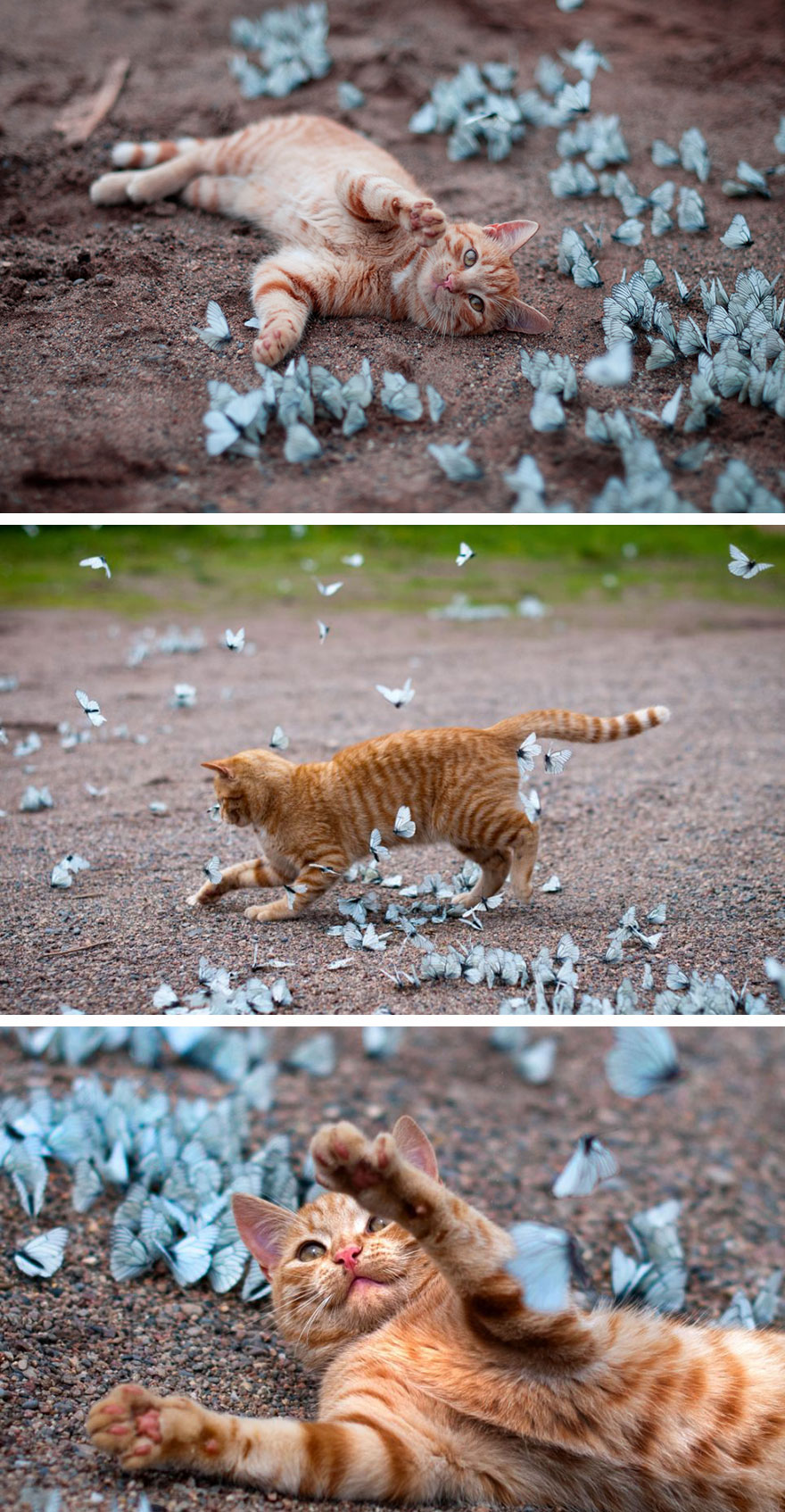 mariposas-con-animales (1)