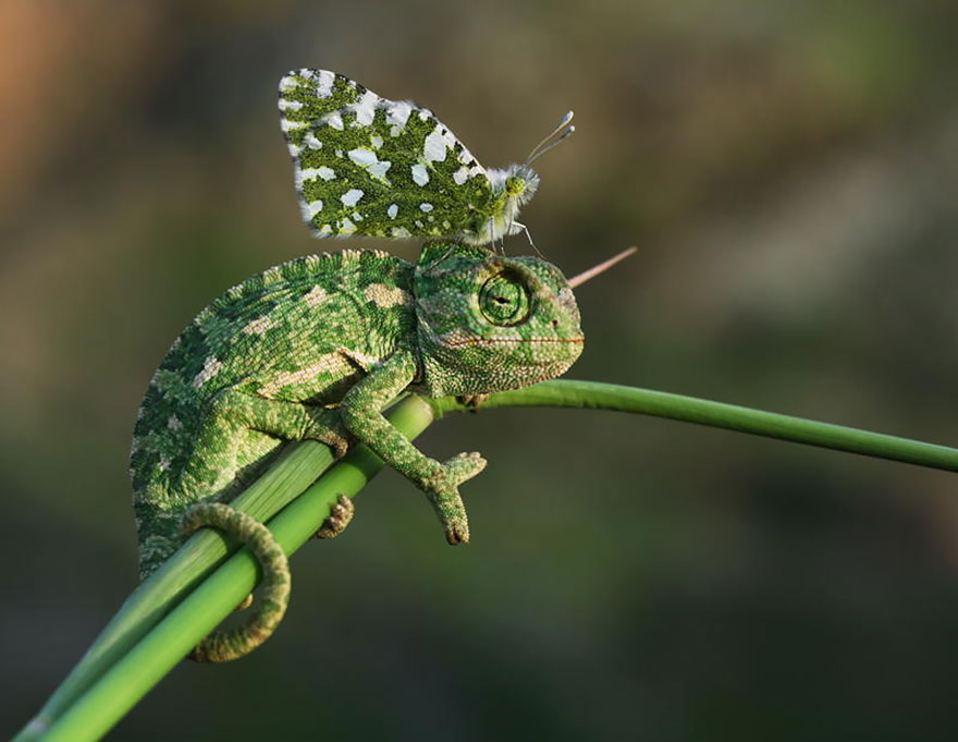 mariposas-con-animales (10)