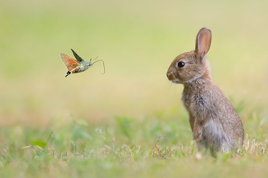 mariposas-con-animales (11)