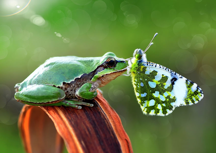 mariposas-con-animales (12)