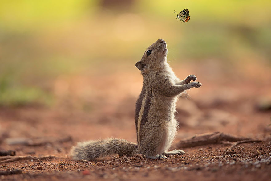 mariposas-con-animales (13)