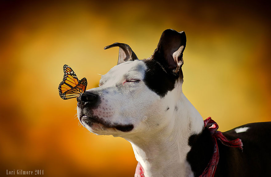 mariposas-con-animales (15)