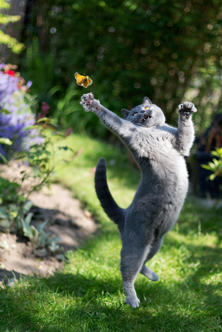 mariposas-con-animales (16)